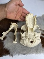 جمجمه شامپانزه-مدل 1 - Chimpanzees-model-1 - Image 15