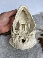 جمجمه شامپانزه-مدل 1 - Chimpanzees-model-1 - Image 16