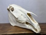 جمجمه طبیعی اسب شماره 10 / Horse-model-10 - Image 16