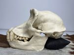 جمجمه شامپانزه-مدل 1 - Chimpanzees-model-1 - Image 18
