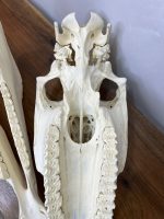 جمجمه طبیعی اسب شماره1 / Horse-model-1 - Image 3