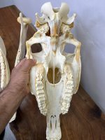 جمجمه طبیعی اسب شماره 8 / Horse-model-8 - Image 3