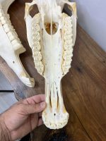 جمجمه طبیعی اسب شماره 7 / Horse-model-7 - Image 3