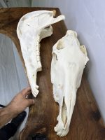 جمجمه طبیعی اسب شماره 11 / Horse-model-11 - Image 3