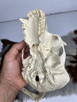 جمجمه شامپانزه-مدل 1 - Chimpanzees-model-1 - Image 3