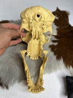 جمجمه شامپانزه-مدل4 - Chimpanzees-model-4 - Image 3