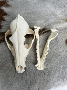 جمجمه طبیعی شغال مدل 1 /  Canis-model-1 - Image 7