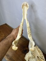 جمجمه طبیعی شتر شماره 5 / Camel-model-5 - Image 11