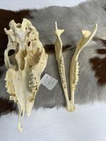 جمجمه گوسفند اهلی مدل 1 / model-1 - Image 3