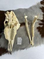 جمجمه گوسفند اهلی مدل 2 / model-2 - Image 3