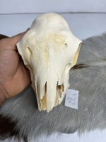جمجمه گوسفند اهلی مدل3 / model-3 - Image 3