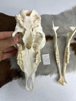جمجمه گوسفند اهلی مدل 4 / model-4 - Image 3