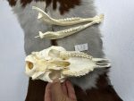 جمجمه گوسفند اهلی مدل 5 / model-5 - Image 3