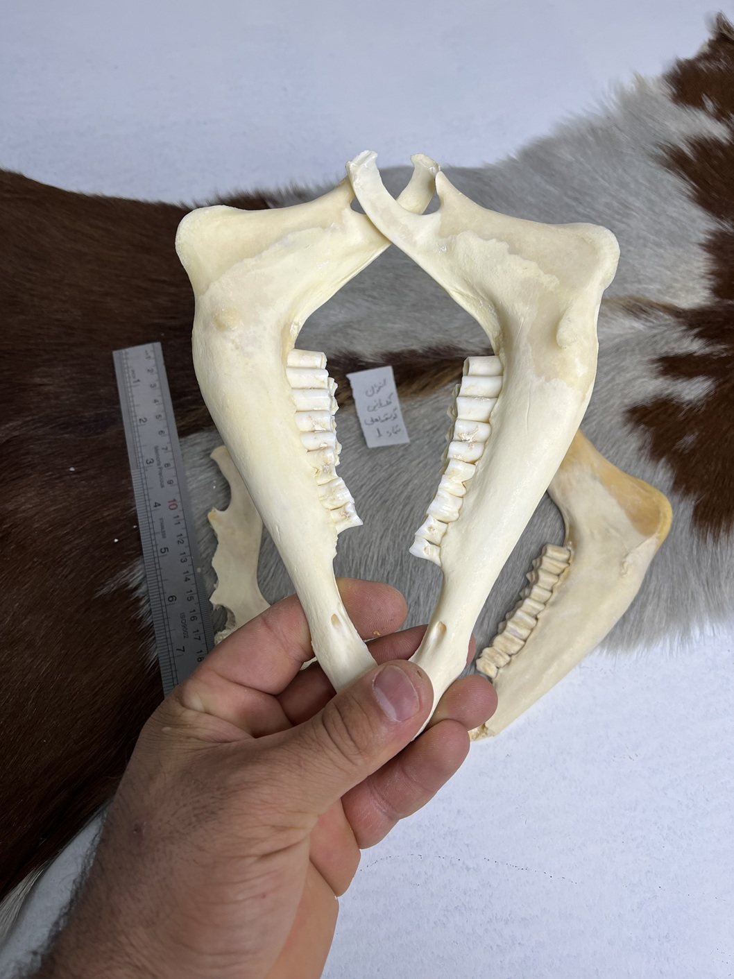 2 استخوان فک پایین قوچ اهلی مدل 1 / model-1 - Image 1