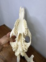 جمجمه طبیعی شتر شماره 2 / Camel-model-2 - Image 3