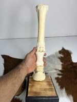 آناتومی دست اسب همراه سم و نعل و با شاسی چوبی / Horse-model-1 - Image 2