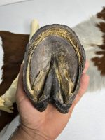 آناتومی دست اسب همراه سم مدل 2 / Horse-model-2 - Image 3