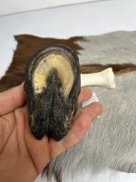 آناتومی انگشت الاغ همراه سم مدل 3 / Donkey-model-3 - Image 3