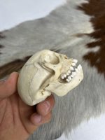 جمجمه طبیعی میمون رزوس  -Macaca mulatta - Image 3