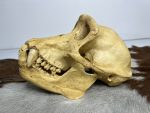 جمجمه شامپانزه-مدل1 - Chimpanzees-model-1