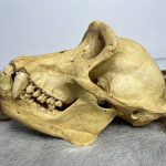 جمجمه شامپانزه-مدل1 - Chimpanzees-model-1