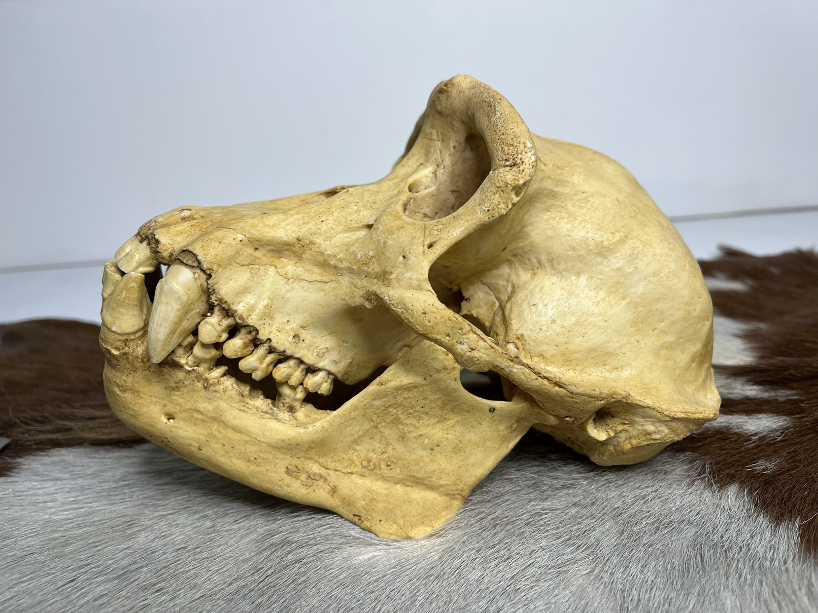 2 جمجمه شامپانزه-مدل1 - Chimpanzees-model-1 - Image 1