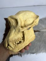 جمجمه شامپانزه-مدل3 - Chimpanzees-model-3 - Image 3