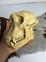 جمجمه شامپانزه-بافت نرم مدل 4  - Chimpanzees-model-4 - Image 3