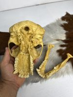 جمجمه شامپانزه شاخدار - مدل 5 - Chimpanzees-model-5 - Image 3