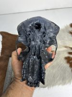 جمجمه شامپانزه رنگ مشکی - Chimpanzees - Image 3