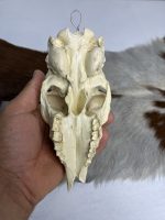 جمجمه عیب دار آهو بدون شاخ - Gazella-model-1 - Image 3