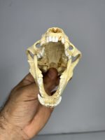 جمجمه طبیعی گورکن (رودک عسل خوار) مدل 1 / Meles -model-1 - Image 3