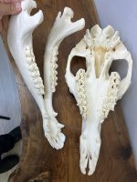 جمجمه طبیعی شتر لوک شماره 6 / Camel-model-6 - Image 10