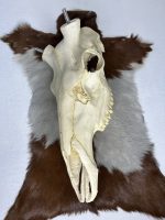 جمجمه تنها گوزن مرال مدل 1 / – maral-model-1 - Image 3