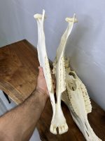 جمجمه طبیعی اسب شماره 12 / Horse-model-12 - Image 3