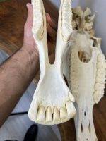 جمجمه طبیعی اسب شماره 10 / Horse-model-10 - Image 3
