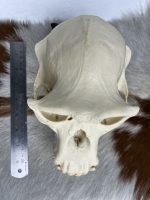 جمجمه شامپانزه-مدل 1 - Chimpanzees-model-1 - Image 21