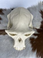 جمجمه شامپانزه-مدل 1 - Chimpanzees-model-1 - Image 22