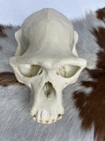 جمجمه شامپانزه-مدل 1 - Chimpanzees-model-1 - Image 23
