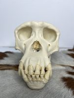 جمجمه شامپانزه-مدل 1 - Chimpanzees-model-1 - Image 25