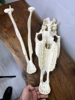 جمجمه طبیعی اسب شماره1 / Horse-model-1 - Image 4