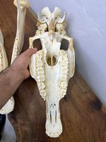 جمجمه طبیعی اسب شماره 8 / Horse-model-8 - Image 4