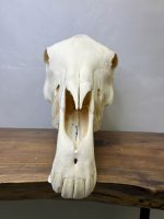 جمجمه طبیعی اسب شماره 13 / Horse-model-13 - Image 4