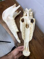 جمجمه طبیعی اسب شماره 7 / Horse-model-7 - Image 4