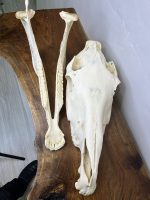 جمجمه طبیعی اسب شماره 11 / Horse-model-11 - Image 4