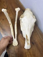 جمجمه طبیعی کره اسب شماره 5 / Horse-model-5 - Image 3