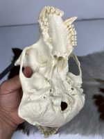 جمجمه شامپانزه-مدل 1 - Chimpanzees-model-1 - Image 4