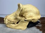 جمجمه شامپانزه-مدل4 - Chimpanzees-model-4 - Image 4