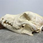 جمجمه طبیعی سگ اهلی model-4