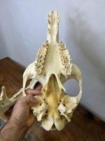 جمجمه طبیعی شتر شماره 5 / Camel-model-5 - Image 10
